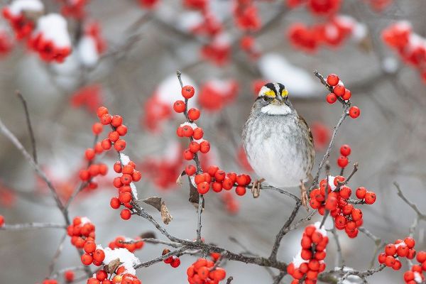 White-throated Sparrow in Winterberry bush in winter-Marion County-Illinois